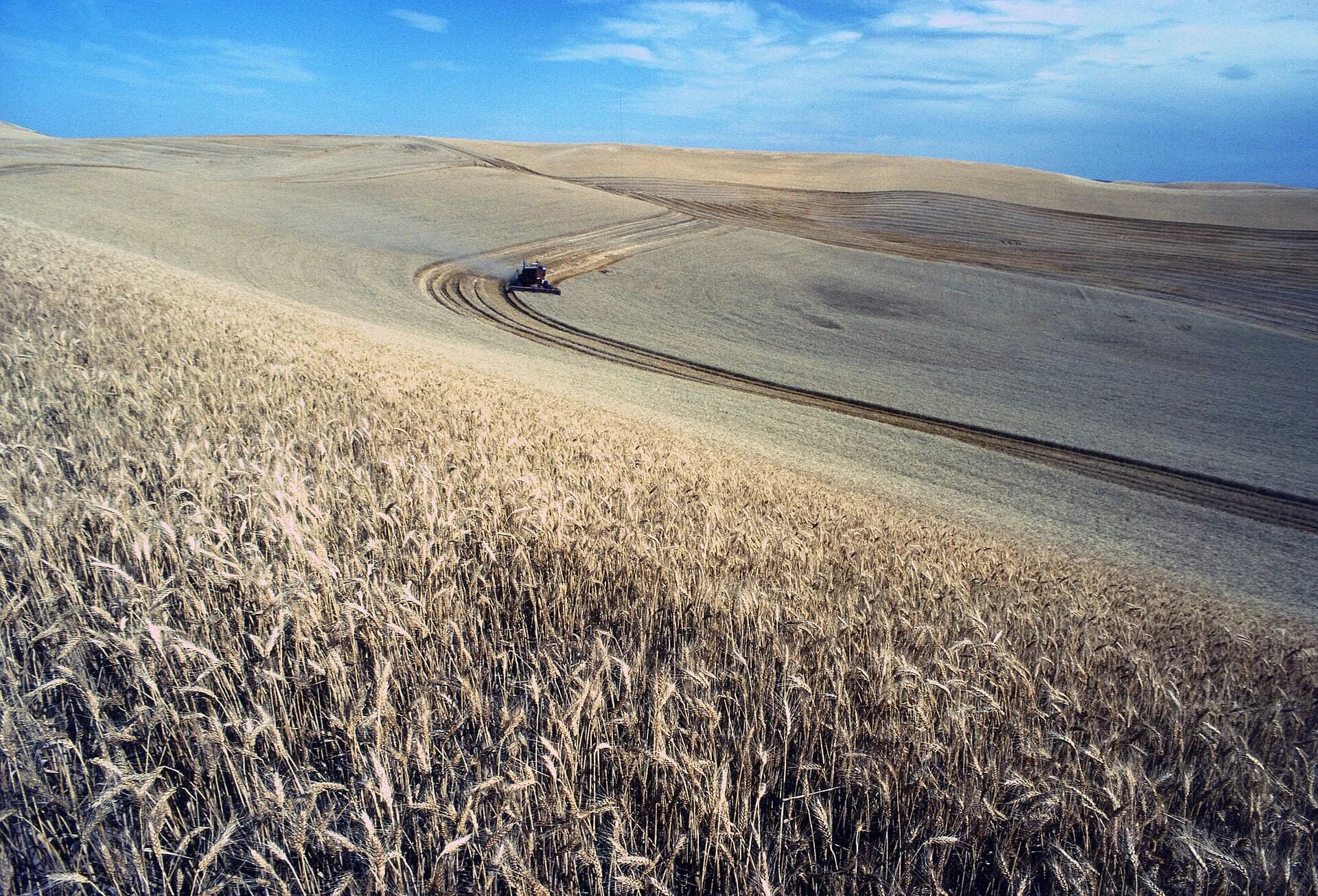 A combine harvester cutting a vast field of ripe wheat on rolling hills in the Palouse region of the north-western United States, under a blue sky.