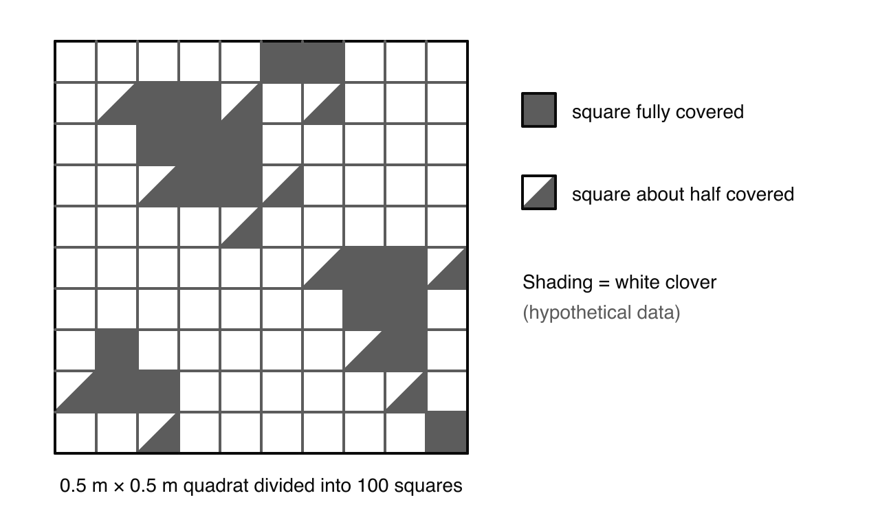 A quadrat divided into 100 squares. White clover fully covers 18 squares and about half covers 12 others; the remaining 70 squares are empty. Hypothetical data.