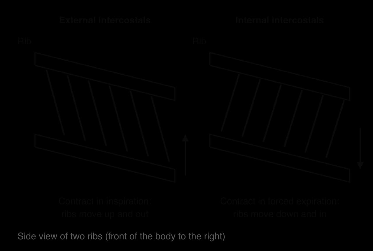 Two side views of a pair of ribs, front of the body to the right. Left: external intercostal fibres slope downwards and forwards; an arrow shows the ribs moving up. Right: internal intercostal fibres slope downwards and backwards; an arrow shows the ribs moving down.