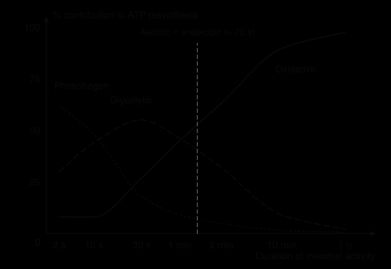 Sketch graph of % contribution to ATP resynthesis against duration of maximal activity (2 s to 1 h). Phosphagen falls from about 60% at 2 s; glycolytic peaks at about 55% near 30 s; oxidative rises to nearly 100% by 1 h. Aerobic equals anaerobic at about 75 s.