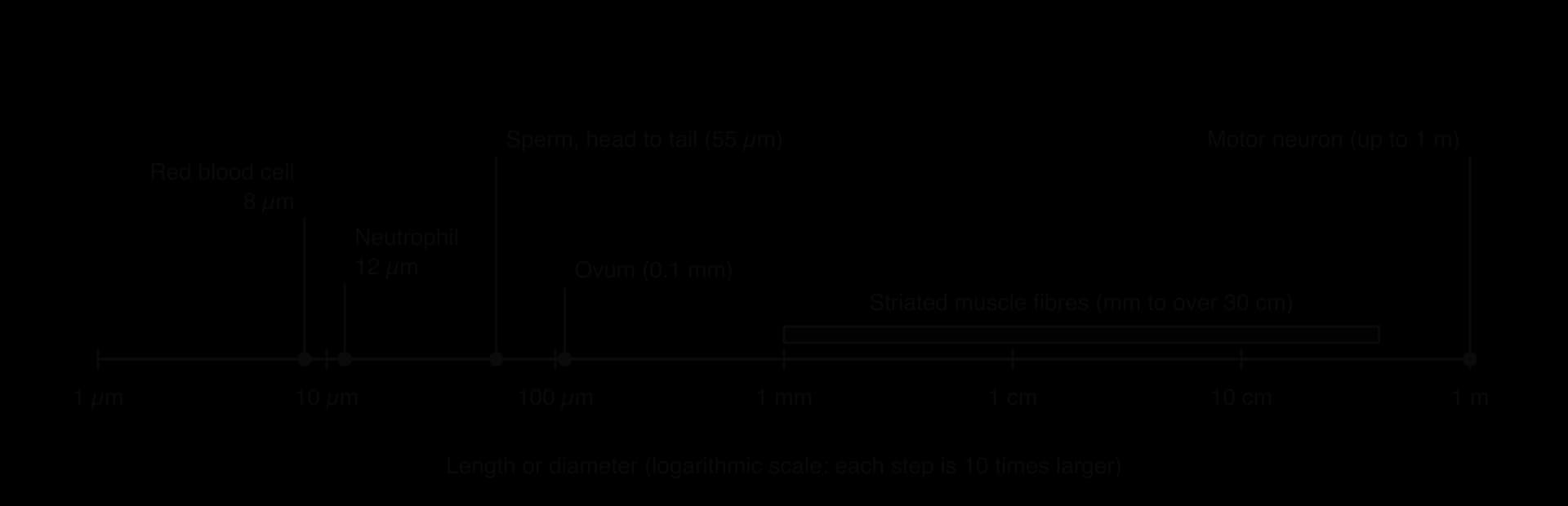 Logarithmic scale from 1 µm to 1 m showing a red blood cell (8 µm), a neutrophil (12 µm), a sperm from head to tail (55 µm), an ovum (0.1 mm), striated muscle fibres (millimetres to over 30 cm) and a motor neuron (up to 1 m).