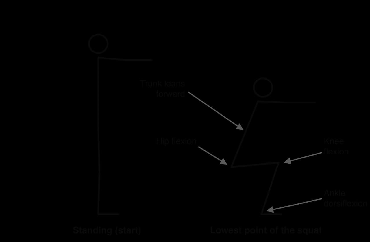 Two side-view stick figures: standing upright, and at the lowest point of a squat, with labels for hip flexion, knee flexion, ankle dorsiflexion and the trunk leaning forward.