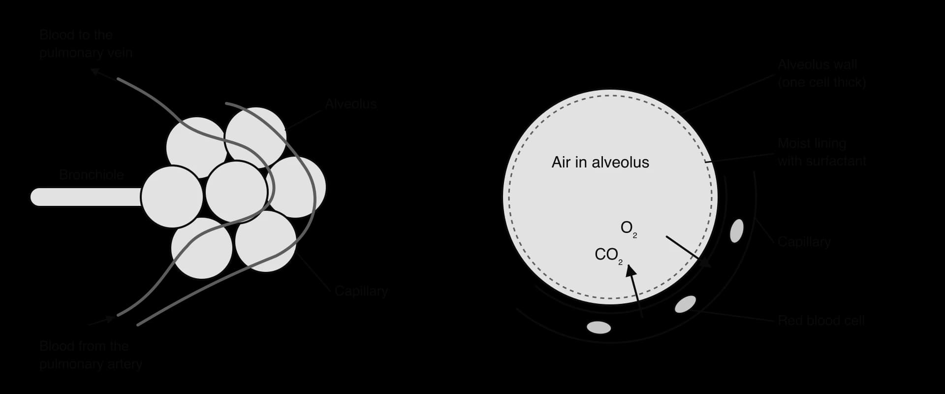 Left: a bronchiole ending in a cluster of alveoli covered by capillaries running from the pulmonary artery to the pulmonary vein. Right: one alveolus in section with a moist lining with surfactant, a wall one cell thick and a capillary with red blood cells; O₂ diffuses into the blood, CO₂ out.