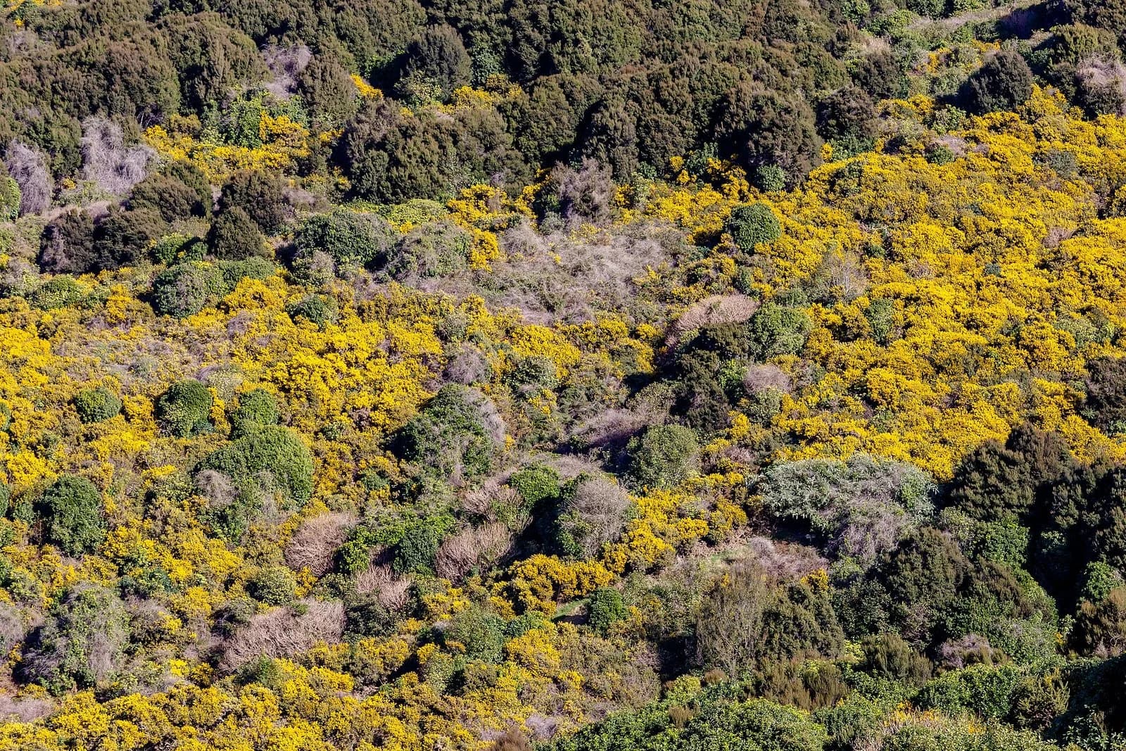 Hillside at Hinewai Reserve with patches of yellow-flowered gorse surrounded and overtopped by darker green native bush.