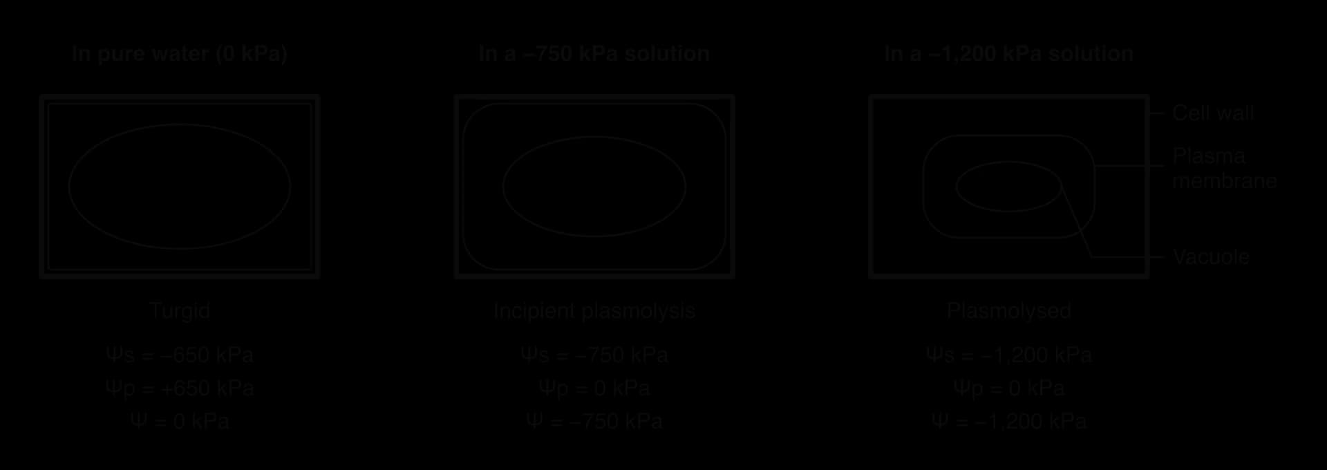 Three plant cells. Pure water (0 kPa): turgid, Ψs −650, Ψp +650, Ψ 0 kPa. In −750 kPa solution: incipient plasmolysis, membrane leaving the wall corners, Ψs −750, Ψp 0, Ψ −750 kPa. In −1,200 kPa solution: plasmolysed, Ψs −1,200, Ψp 0, Ψ −1,200 kPa. Wall, membrane and vacuole labelled.