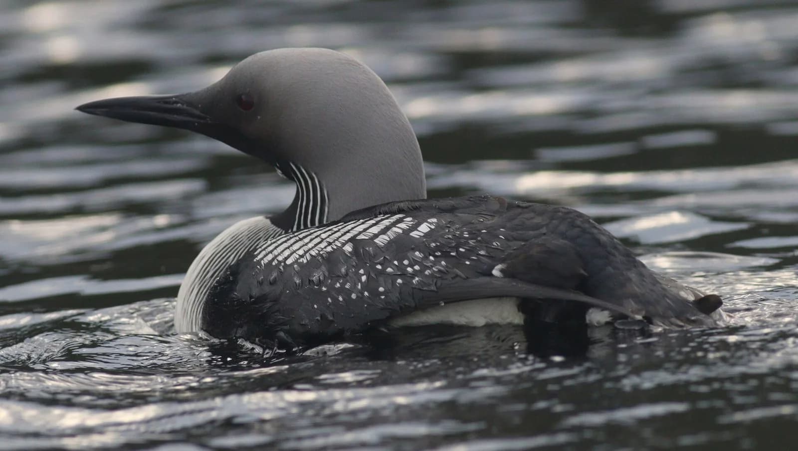 A black-throated loon swimming low in dark water, with a grey head, a black throat patch, black-and-white striped neck sides and a black back with white chequered markings.