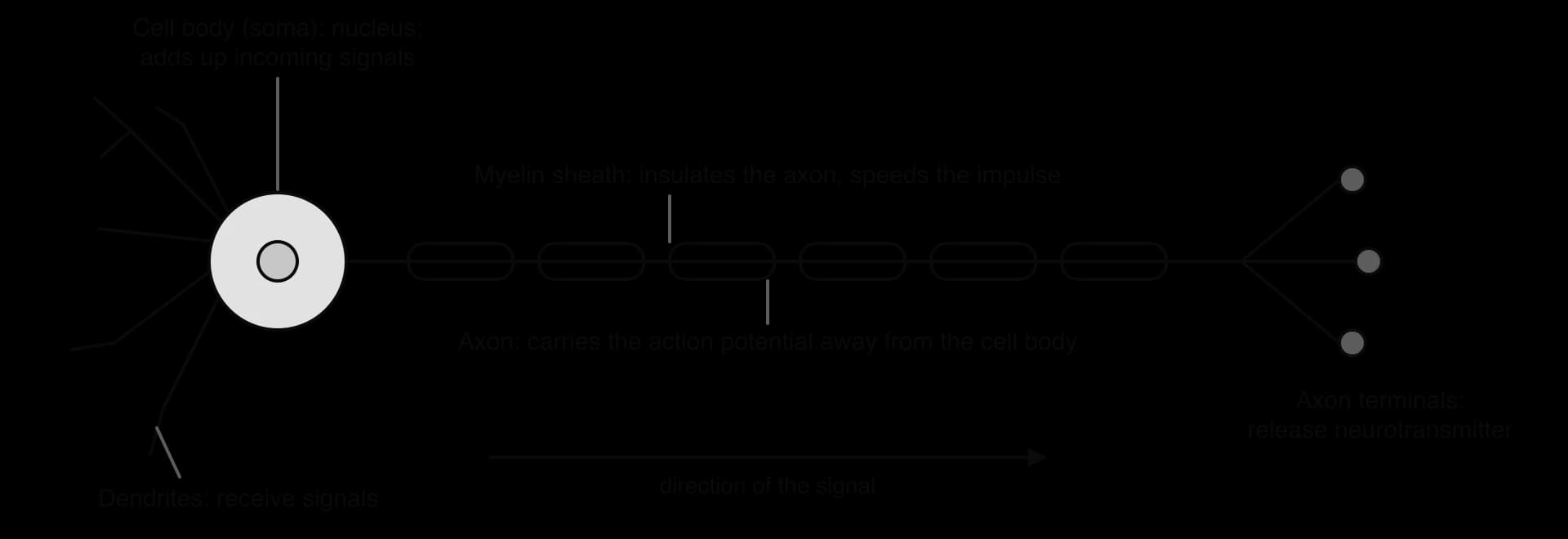 A neuron: branching dendrites receive signals; the cell body with its nucleus adds up incoming signals; a long axon wrapped in segments of myelin sheath carries the action potential; axon terminals release neurotransmitter. An arrow shows the signal travels left to right.