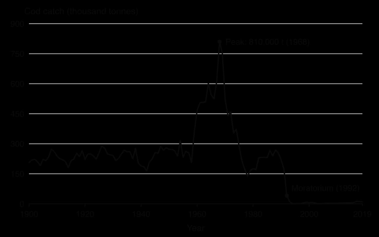 Line chart of cod catch off Newfoundland and Labrador, 1900–2019: about 200,000–290,000 t a year until the 1950s, a peak of 810,000 t in 1968, about 270,000 t in the late 1980s, then under 15,000 t a year after the 1992 moratorium.