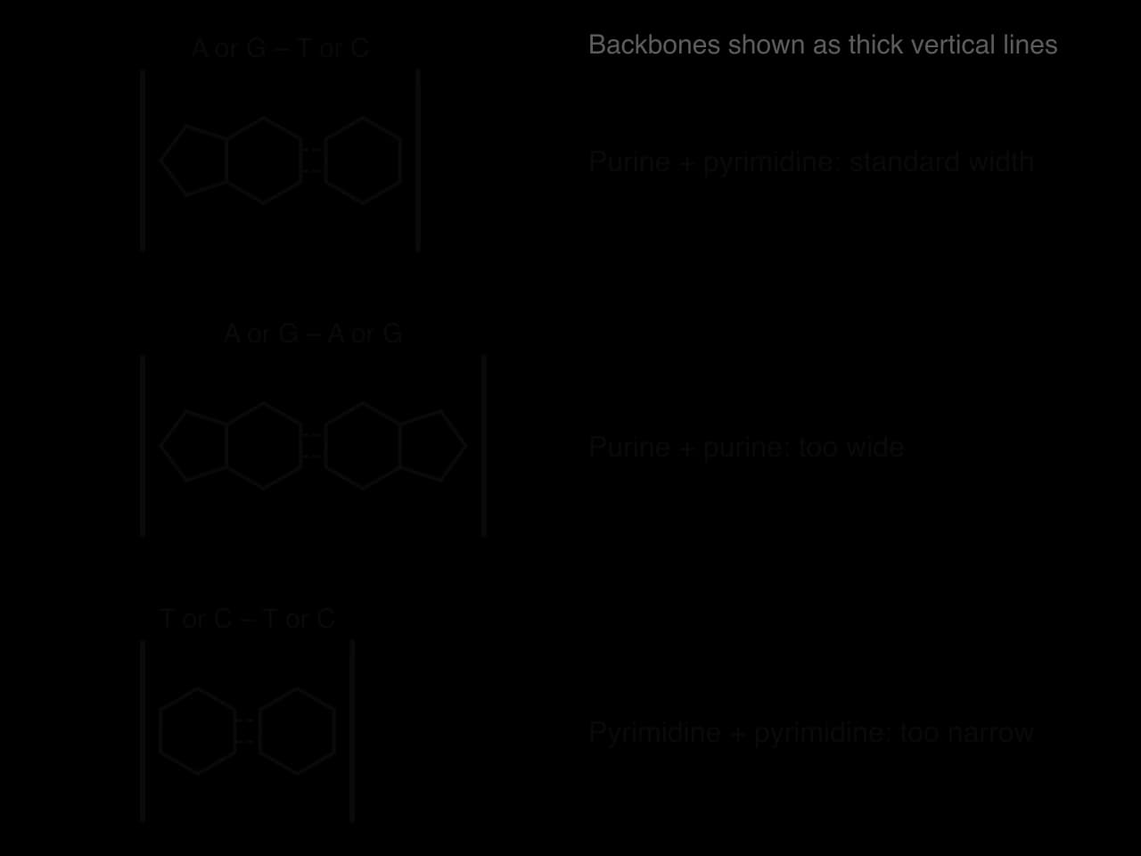 Three base pairs between two thick vertical backbones. Top: a purine (fused six- and five-membered rings) paired with a pyrimidine (one six-membered ring) gives the standard width. Middle: two purines, too wide. Bottom: two pyrimidines, too narrow.