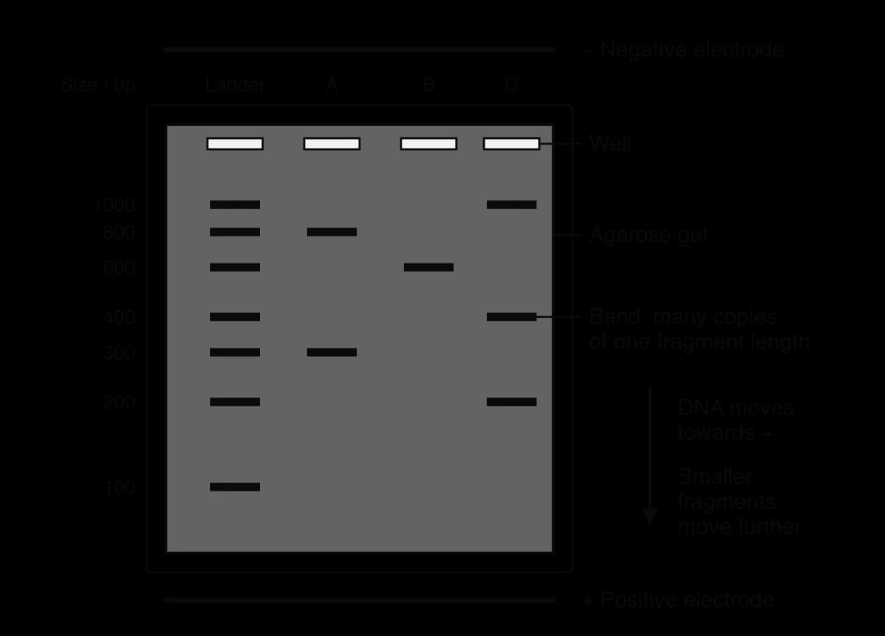 A gel with the negative electrode and wells at the top and the positive electrode at the bottom. Ladder bands at 1000, 800, 600, 400, 300, 200 and 100 bp. Lane A: 800 and 300 bp; lane B: 600 bp; lane C: 1000, 400 and 200 bp. DNA moves towards +.