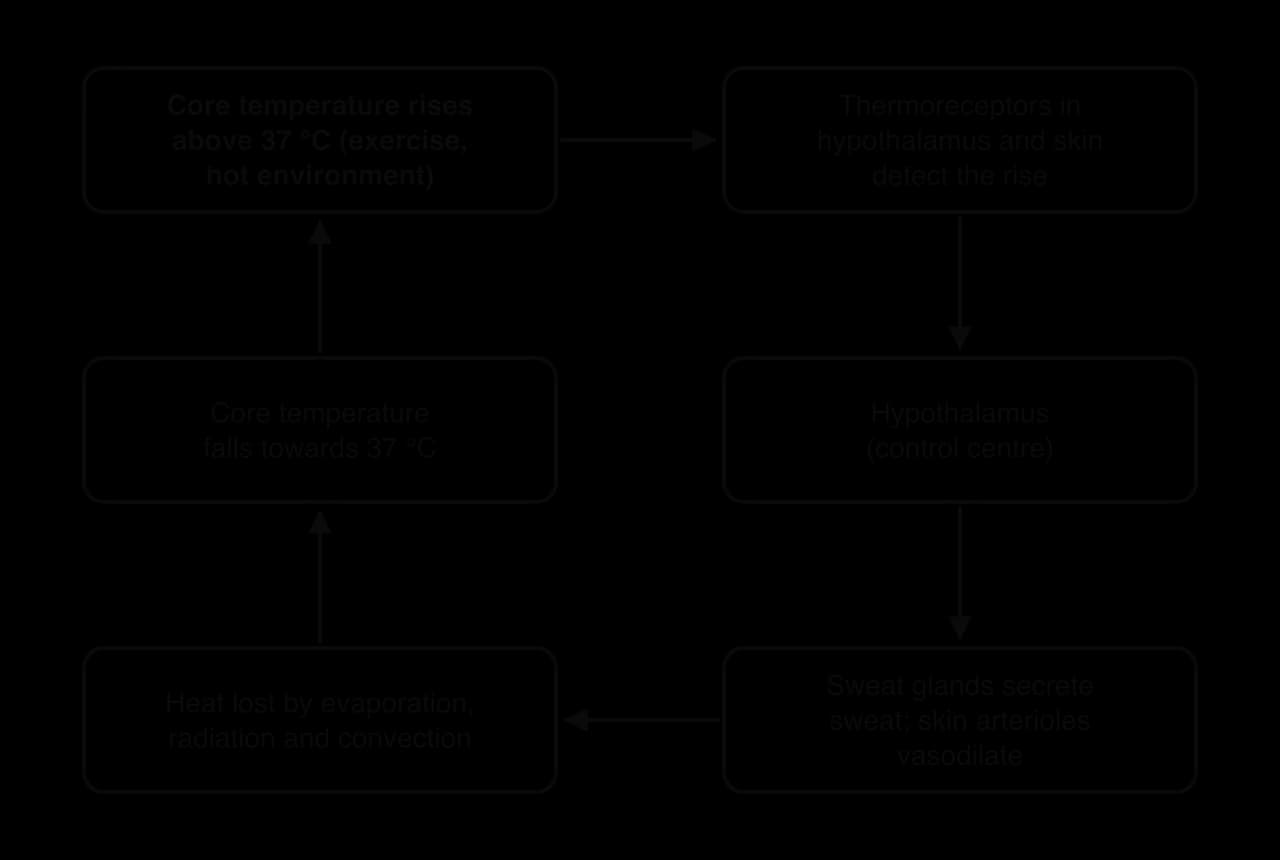 Loop: core temperature rises above 37 °C; thermoreceptors in hypothalamus and skin detect it; hypothalamus as control centre; sweat glands secrete sweat and skin arterioles vasodilate; heat lost by evaporation, radiation and convection; core temperature falls towards 37 °C.