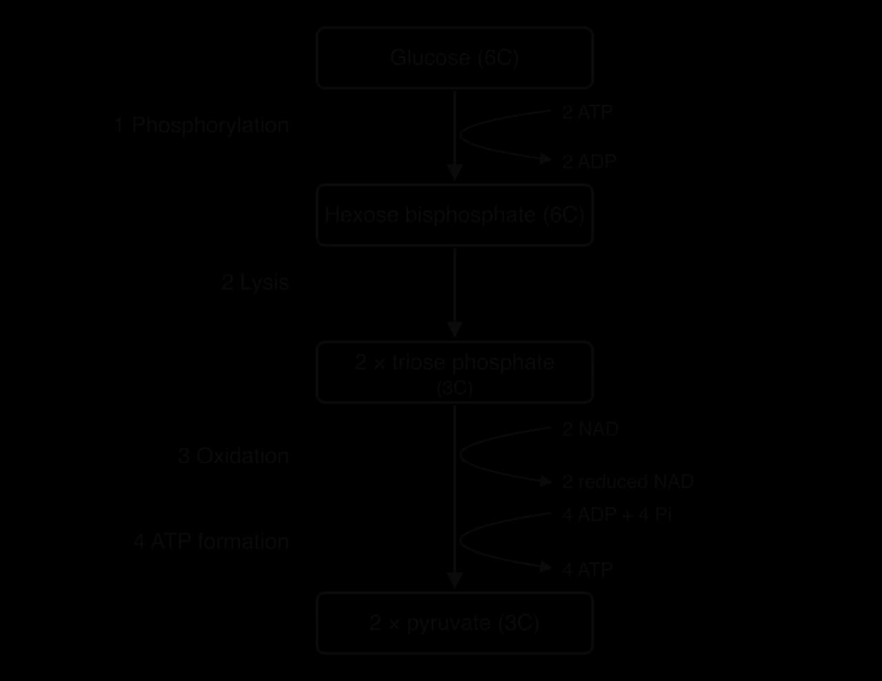 Flowchart of glycolysis: glucose (6C) is phosphorylated using 2 ATP (giving 2 ADP) to hexose bisphosphate (6C); lysis gives 2 triose phosphate (3C); oxidation reduces 2 NAD to 2 reduced NAD; ATP formation converts 4 ADP + 4 Pi to 4 ATP, giving 2 pyruvate (3C).