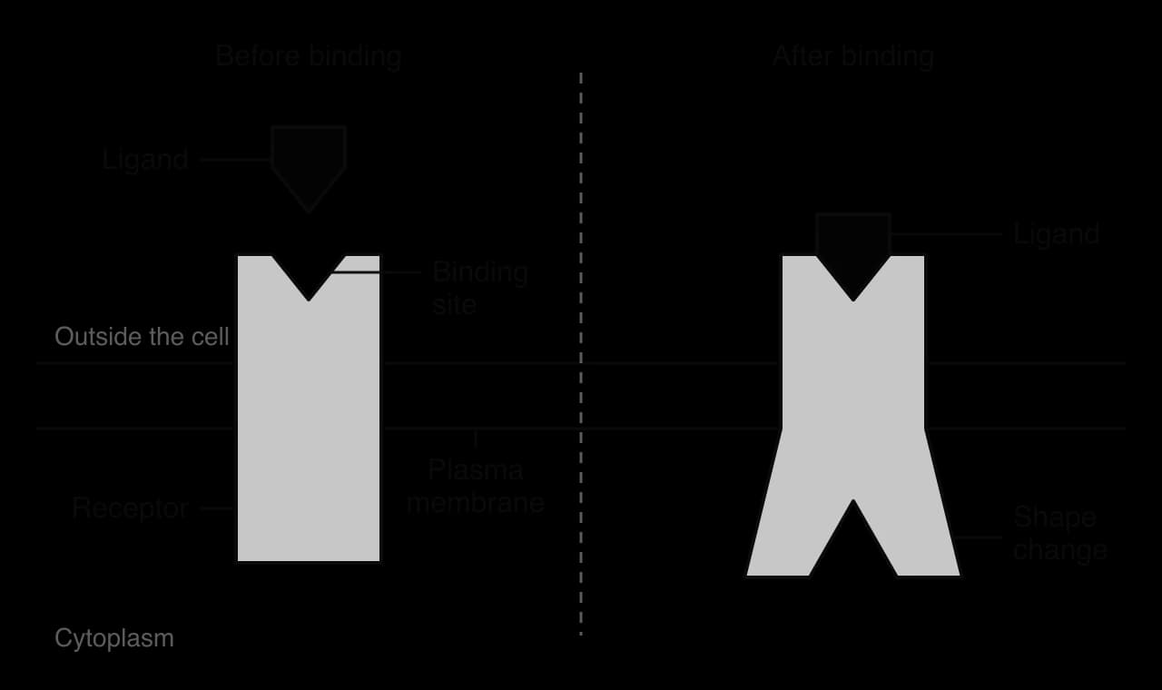 Before binding: a ligand above a receptor protein spanning the plasma membrane, with a V-shaped binding site. After binding: the ligand sits in the binding site and the part of the receptor in the cytoplasm has changed shape.