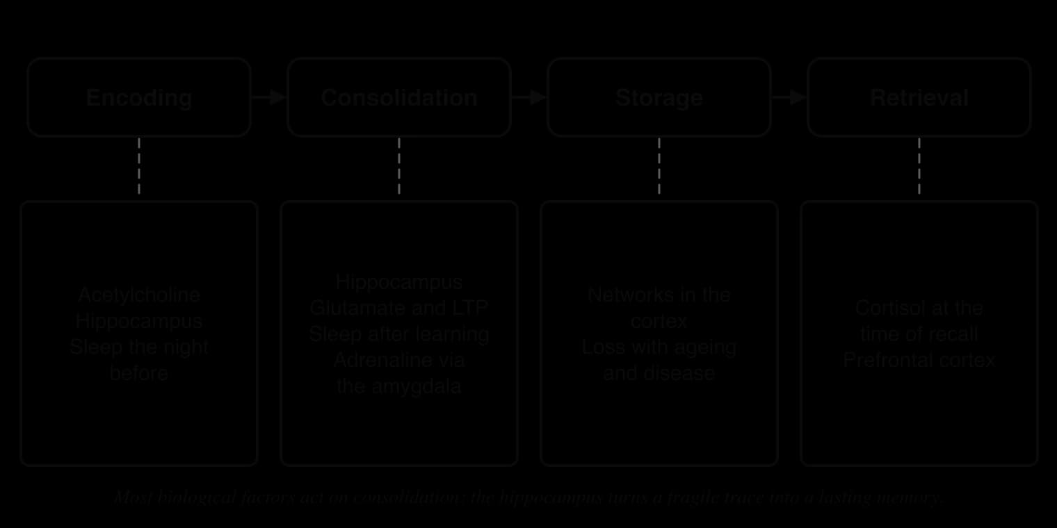 Four memory stages: encoding (acetylcholine, hippocampus, sleep the night before), consolidation (hippocampus, glutamate and LTP, sleep after learning, adrenaline via the amygdala), storage (cortical networks; ageing and disease), retrieval (cortisol at recall, prefrontal cortex).