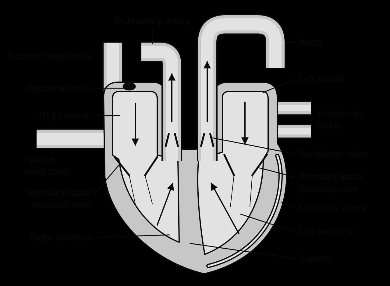 Frontal section of the heart: venae cavae enter the right atrium (with the sinoatrial node); tricuspid valve; right ventricle; pulmonary artery with semilunar valve. Pulmonary veins enter the left atrium; bicuspid valve; thick left ventricle; aorta; septum; coronary artery.