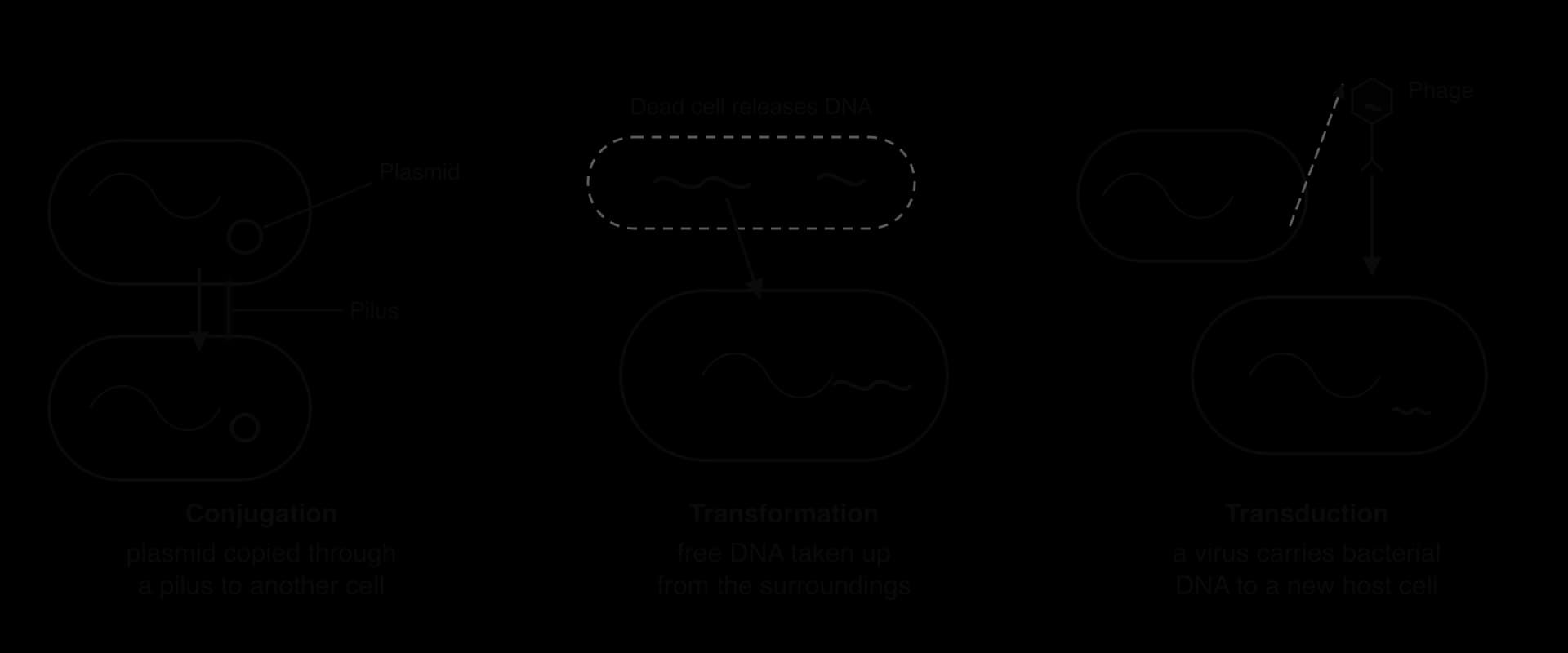 Three panels. Conjugation: a plasmid is copied from one bacterium to another through a pilus. Transformation: a dead cell releases DNA fragments, one of which enters a living bacterium. Transduction: a phage carries a fragment of bacterial DNA from one bacterium into another.