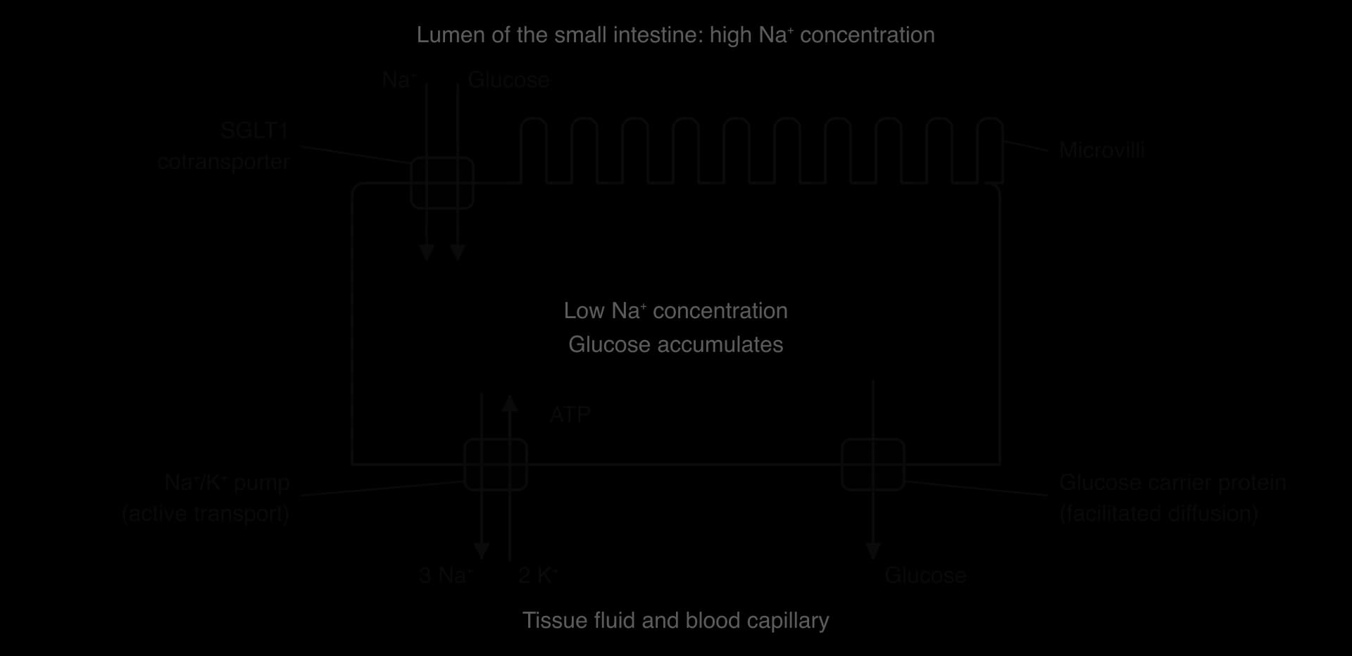 Small intestine epithelial cell with microvilli facing the lumen (high Na⁺). SGLT1 moves Na⁺ and glucose in. In the basal membrane the Na⁺/K⁺ pump uses ATP to move 3 Na⁺ out and 2 K⁺ in, and a glucose carrier protein lets glucose out by facilitated diffusion to the blood.