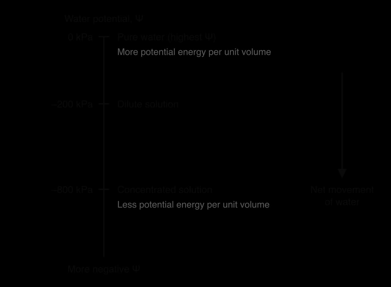A vertical water potential scale. At the top, 0 kPa: pure water (highest Ψ), more potential energy per unit volume. Lower, −200 kPa: dilute solution. Lower again, −800 kPa: concentrated solution, less potential energy per unit volume. An arrow beside the scale points down: net movement of water.