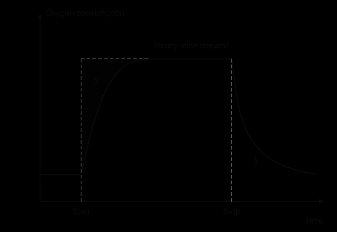 Oxygen consumption against time. From resting level it rises along a curve after exercise starts to a steady state on a dashed demand line; shaded area X lies between the demand line and the curve. After exercise stops it falls along a curve; shaded area Y lies under it, above resting level.