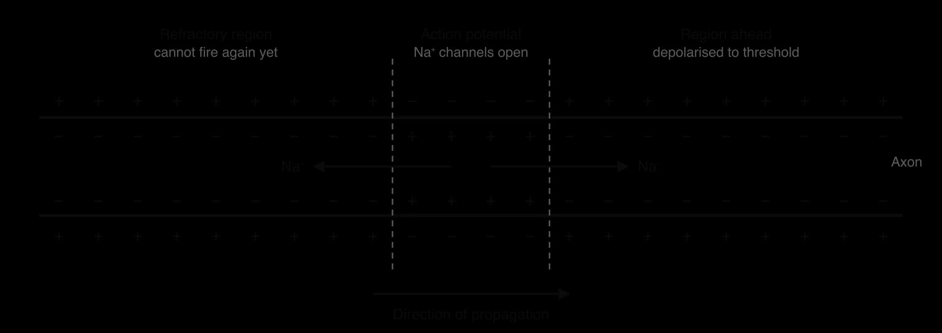 Non-myelinated axon. The middle region with an action potential is + inside and − outside; regions on each side are − inside. Na⁺ arrows inside point away from it both ways. Left: refractory region. Right: region ahead depolarised to threshold. Arrow: direction of propagation.