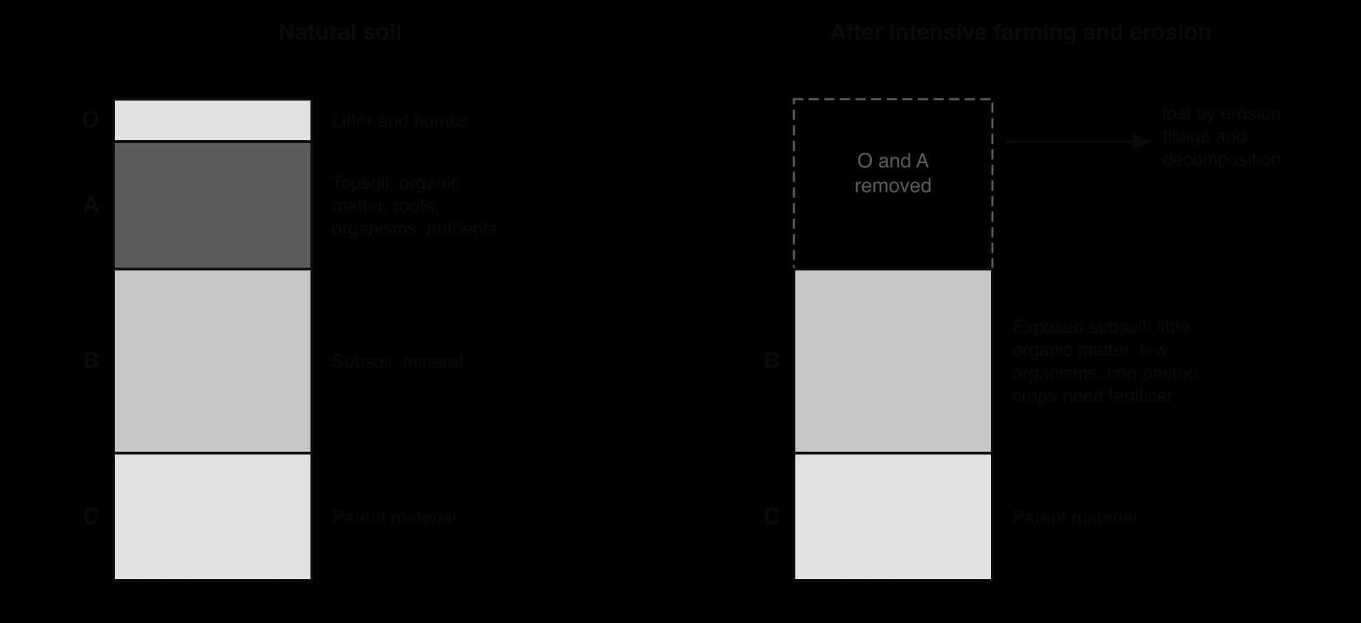 Left: natural soil with O, A, B and C horizons. Right: after intensive farming and erosion, the O and A horizons are gone, leaving exposed compacted subsoil (B) over parent material (C).