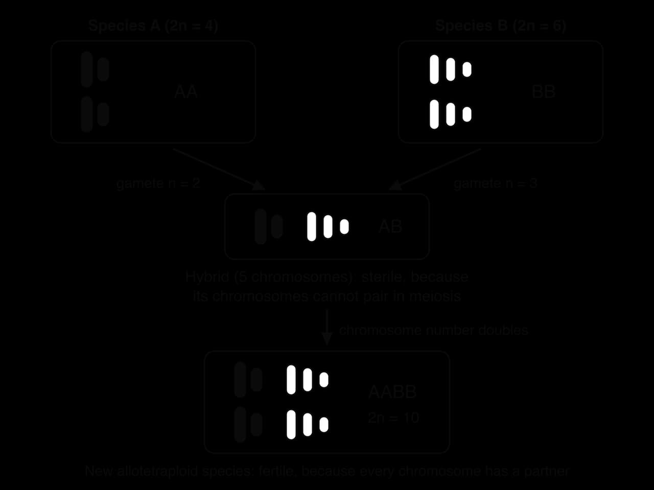 Species A (2n = 4, AA, black chromosomes) and species B (2n = 6, BB, white chromosomes) each give a gamete (n = 2 and n = 3). These form a sterile hybrid AB with 5 unpaired chromosomes. After the chromosome number doubles, a fertile allotetraploid AABB with 2n = 10 is formed.