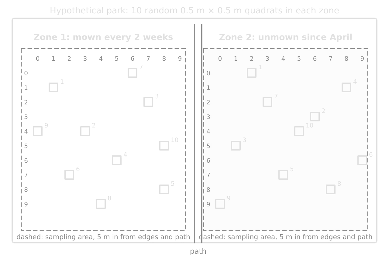 Plan of a hypothetical park split by a path into a zone mown every two weeks and a zone unmown since April. Each zone has a 10 by 10 grid inside a 5 m buffer, with ten numbered 0.5 m quadrats at random grid coordinates.