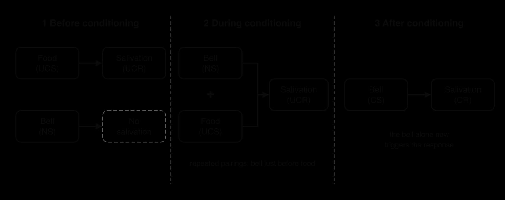 Three panels. Before conditioning: food (UCS) leads to salivation (UCR); a bell (NS) leads to no salivation. During: bell (NS) plus food (UCS), repeatedly paired, lead to salivation (UCR). After: the bell (CS) alone leads to salivation (CR).