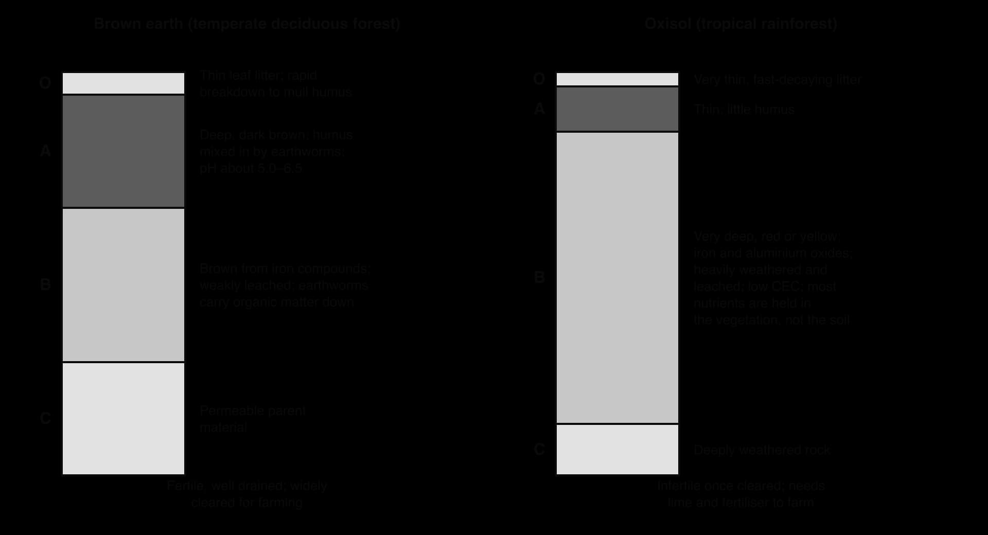 Brown earth profile with thin litter, deep dark humus-rich A horizon, brown B horizon and parent material, beside an oxisol with very thin litter and A horizon over a very deep red or yellow, leached, oxide-rich B horizon.