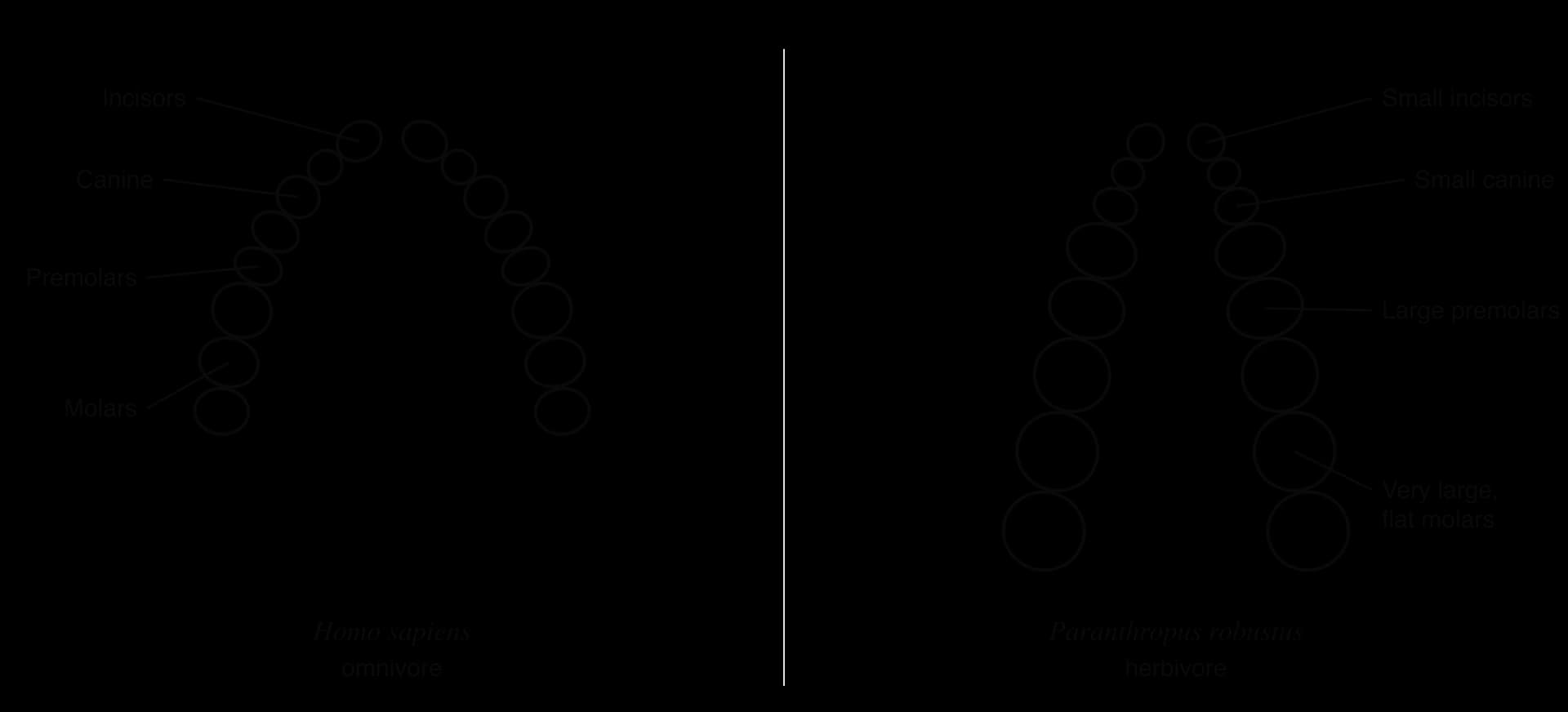 Upper jaws seen from below, drawn to the same scale. Homo sapiens (omnivore): curved arch with incisors, canine, premolars and relatively small molars labelled. Paranthropus robustus (herbivore): small incisors and small canine but large premolars and very large, flat molars.