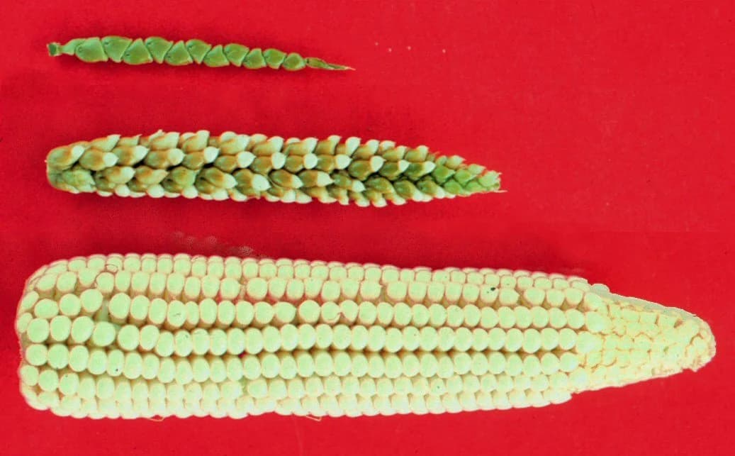 Three ears side by side: a small teosinte ear with a few hard-cased kernels on the left, a maize–teosinte hybrid ear in the middle, and a large modern maize cob with many rows of exposed kernels on the right.