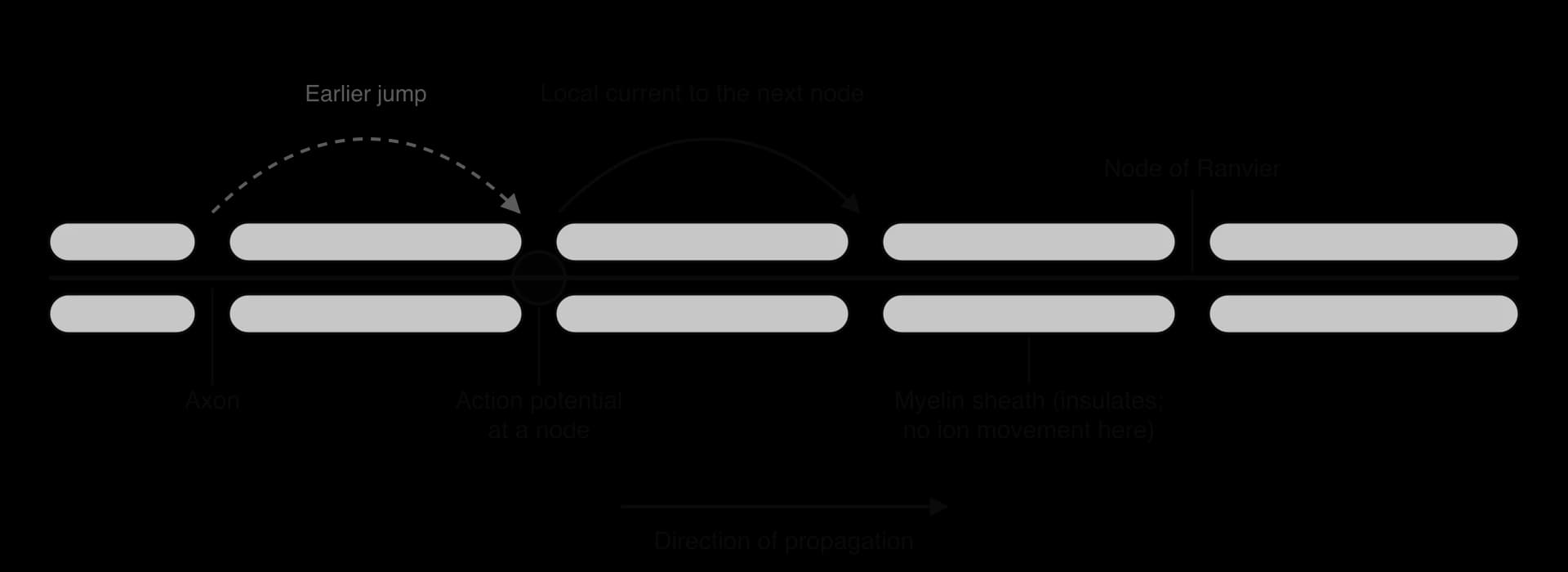 Myelinated axon with myelin segments and gaps at nodes of Ranvier. An action potential at one node; a curved arrow (local current) jumps to the next node; a dashed arrow shows the earlier jump. Myelin labelled as insulating. Arrow: direction of propagation.