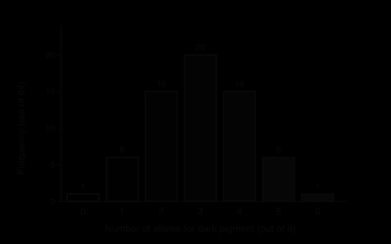 Bar chart of the frequency, out of 64, of offspring with 0 to 6 alleles for dark pigment, from three genes: 1, 6, 15, 20, 15, 6, 1. Bars become darker from left to right.