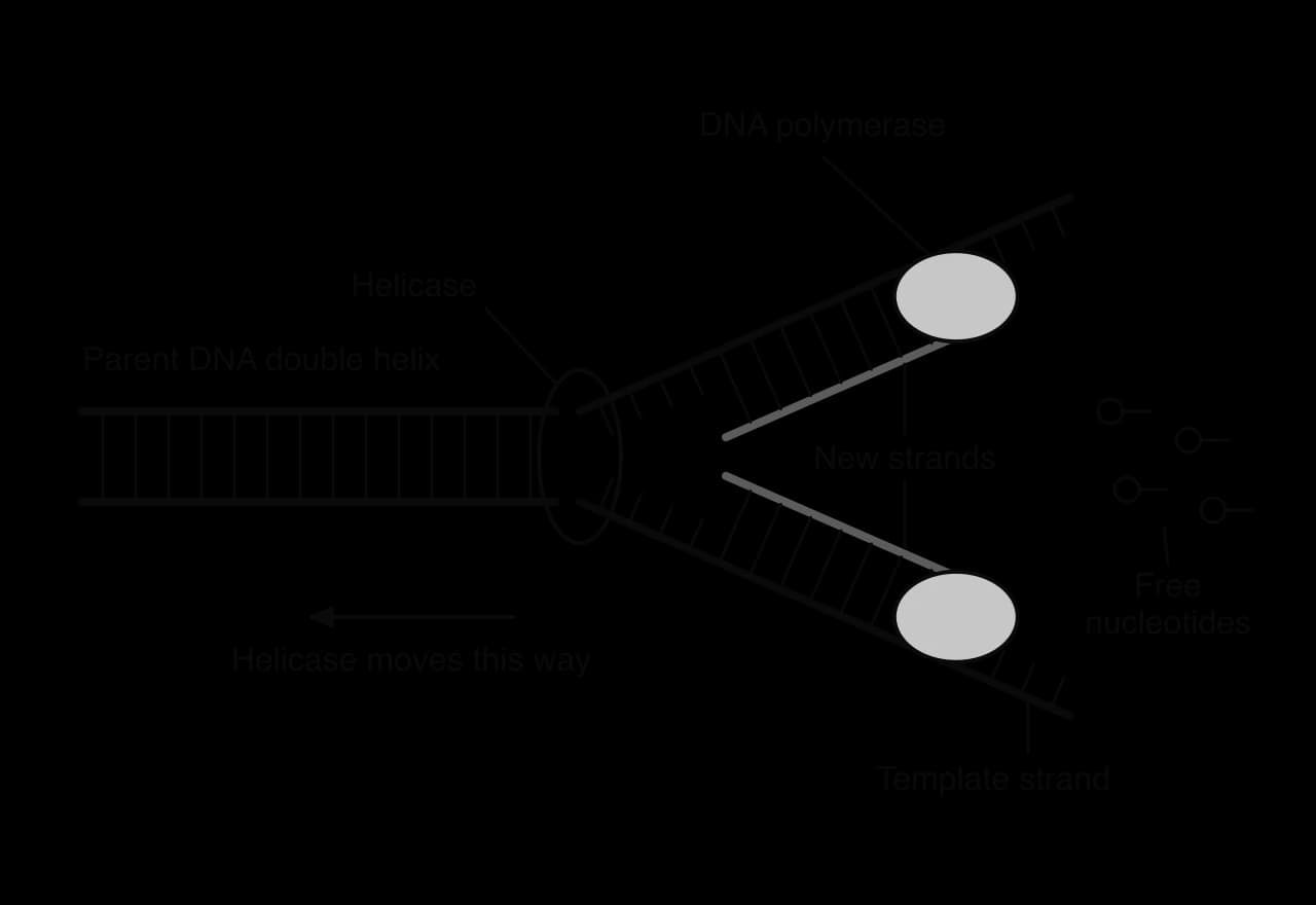 A parent DNA double helix opens at helicase into two template strands that form a Y-shaped replication fork. Along each template a new strand is being built by DNA polymerase. Free nucleotides float nearby. An arrow shows helicase moving into the unreplicated double helix.