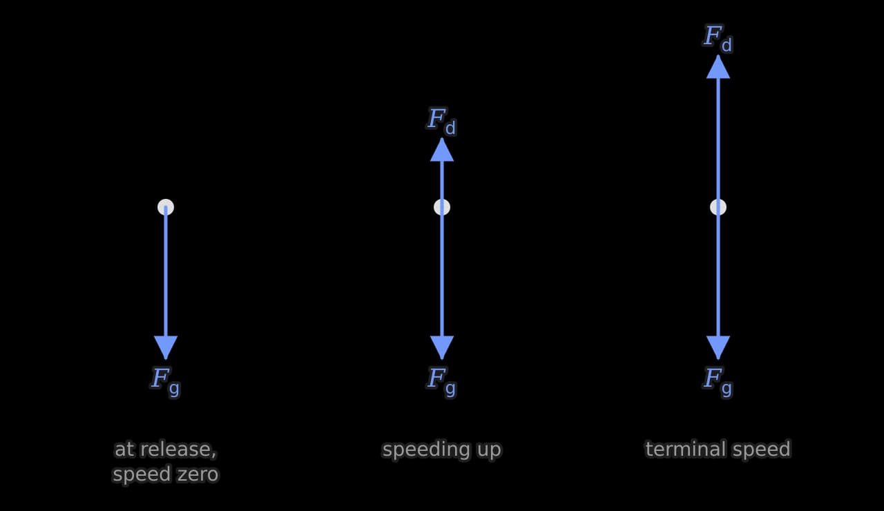 Three free-body diagrams of a skydiver drawn as a dot. Left: only the weight F_g, a long arrow down. Middle: weight down and a shorter fluid resistance F_d up. Right: weight down and fluid resistance up, the two arrows equal in length.