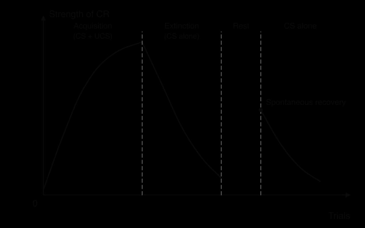 Illustrative graph of strength of the conditioned response against trials: it rises during acquisition (CS plus UCS), falls during extinction (CS alone), returns partly after a rest as spontaneous recovery, then falls again faster.
