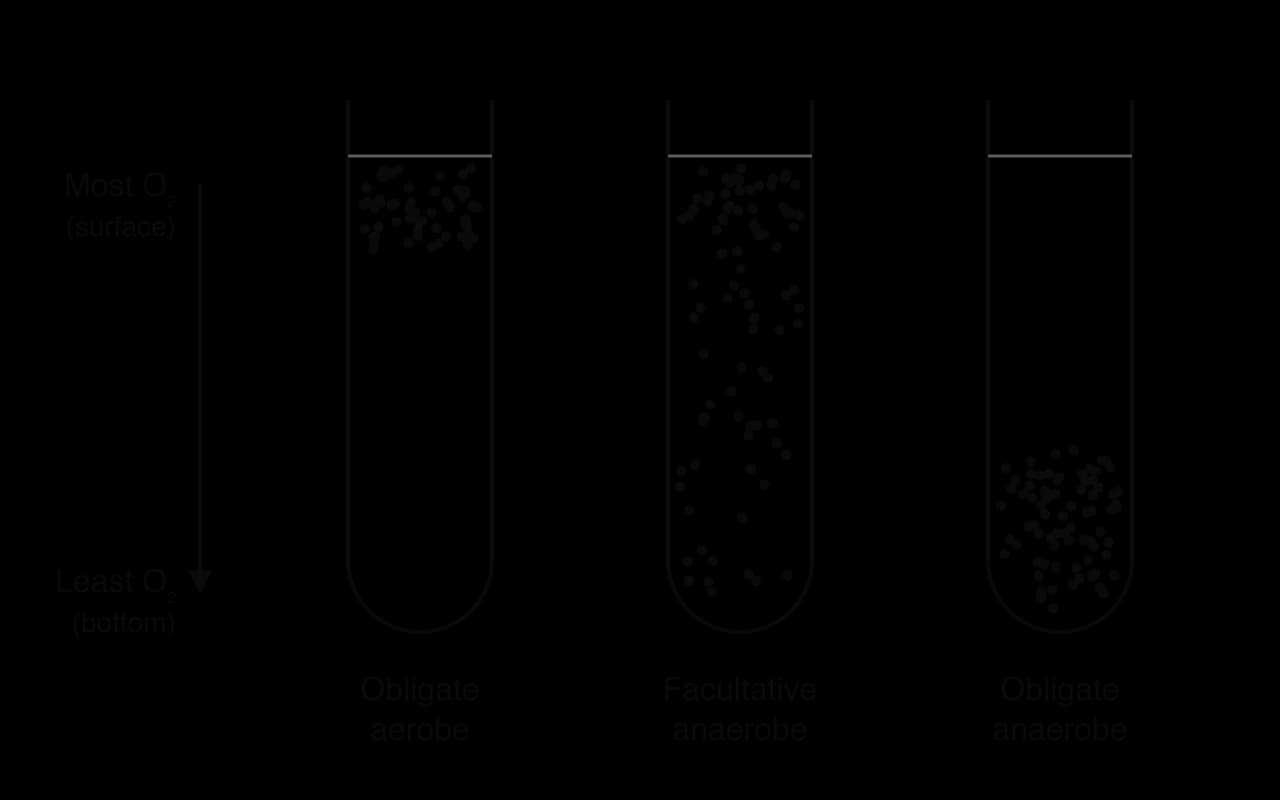 Three tubes of medium; an arrow shows oxygen falling from most at the surface to least at the bottom. Obligate aerobe: colonies only near the surface. Facultative anaerobe: dense near the surface, scattered throughout. Obligate anaerobe: colonies only near the bottom.