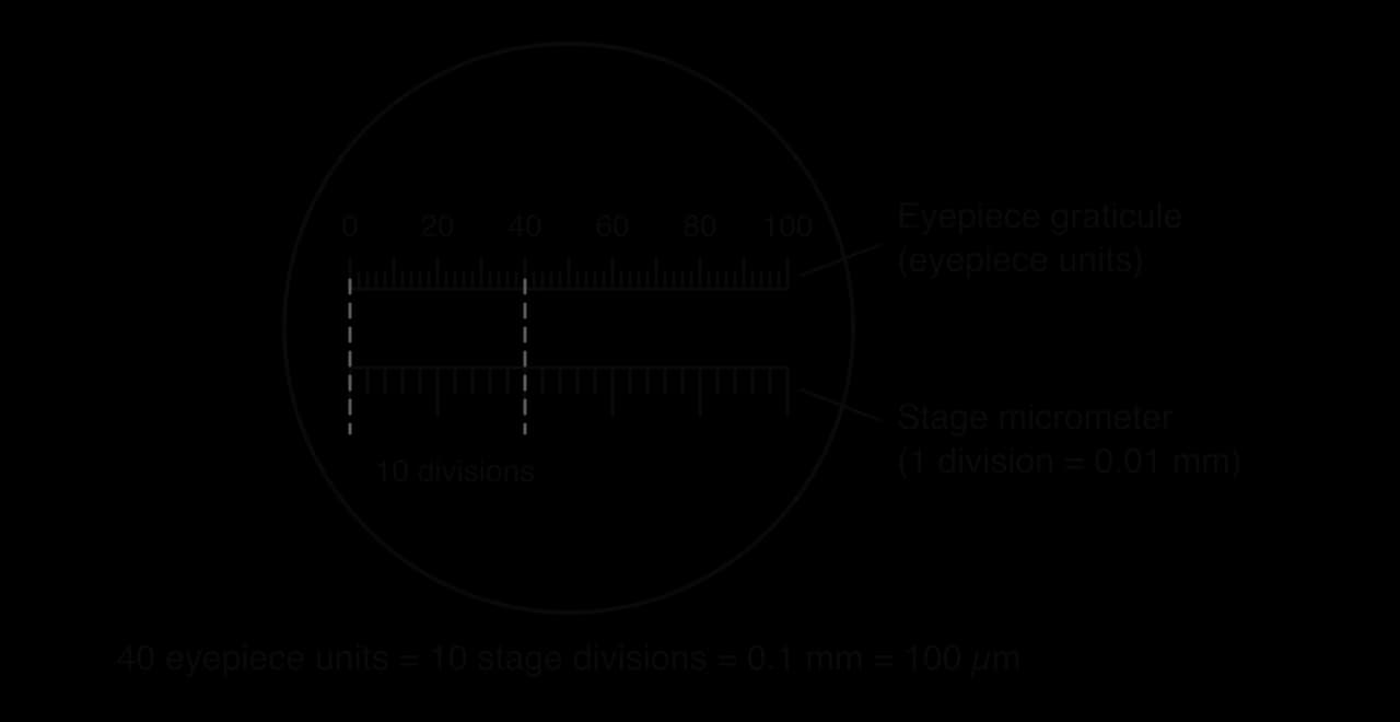 Field of view showing an eyepiece graticule scale from 0 to 100 eyepiece units above a stage micrometer scale. Dashed lines show that 40 eyepiece units line up with 10 stage divisions, each 0.01 mm, so 40 eyepiece units = 0.1 mm = 100 µm.