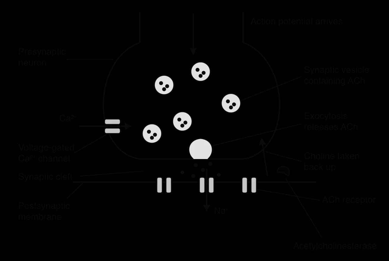 Synapse: an action potential arrives; Ca²⁺ enters through voltage-gated channels; vesicles of ACh fuse with the membrane (exocytosis); ACh crosses the cleft to receptors and Na⁺ enters the postsynaptic cell; acetylcholinesterase in the cleft; choline taken back up.