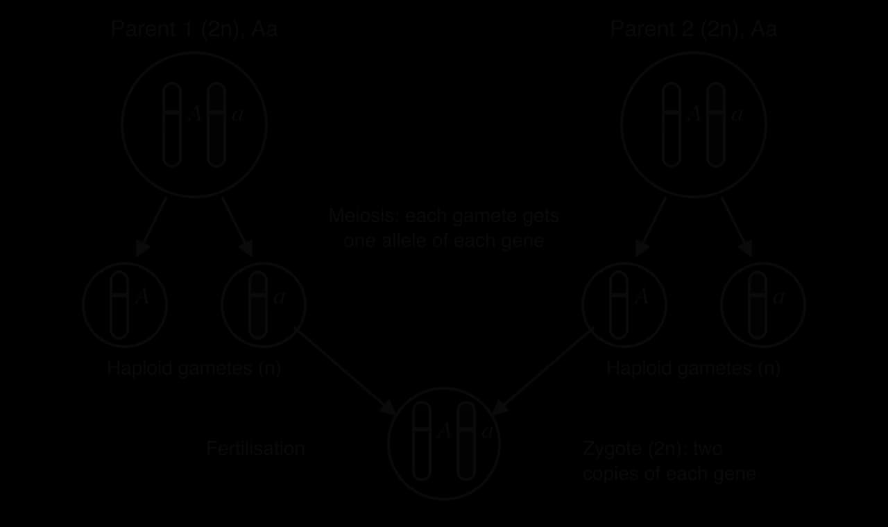 Two parents, each a diploid cell with a homologous pair carrying alleles A and a. Meiosis gives each parent haploid gametes carrying either A or a. A gamete from each parent fuses at fertilisation to form a diploid zygote with two copies of the gene, here A and a.