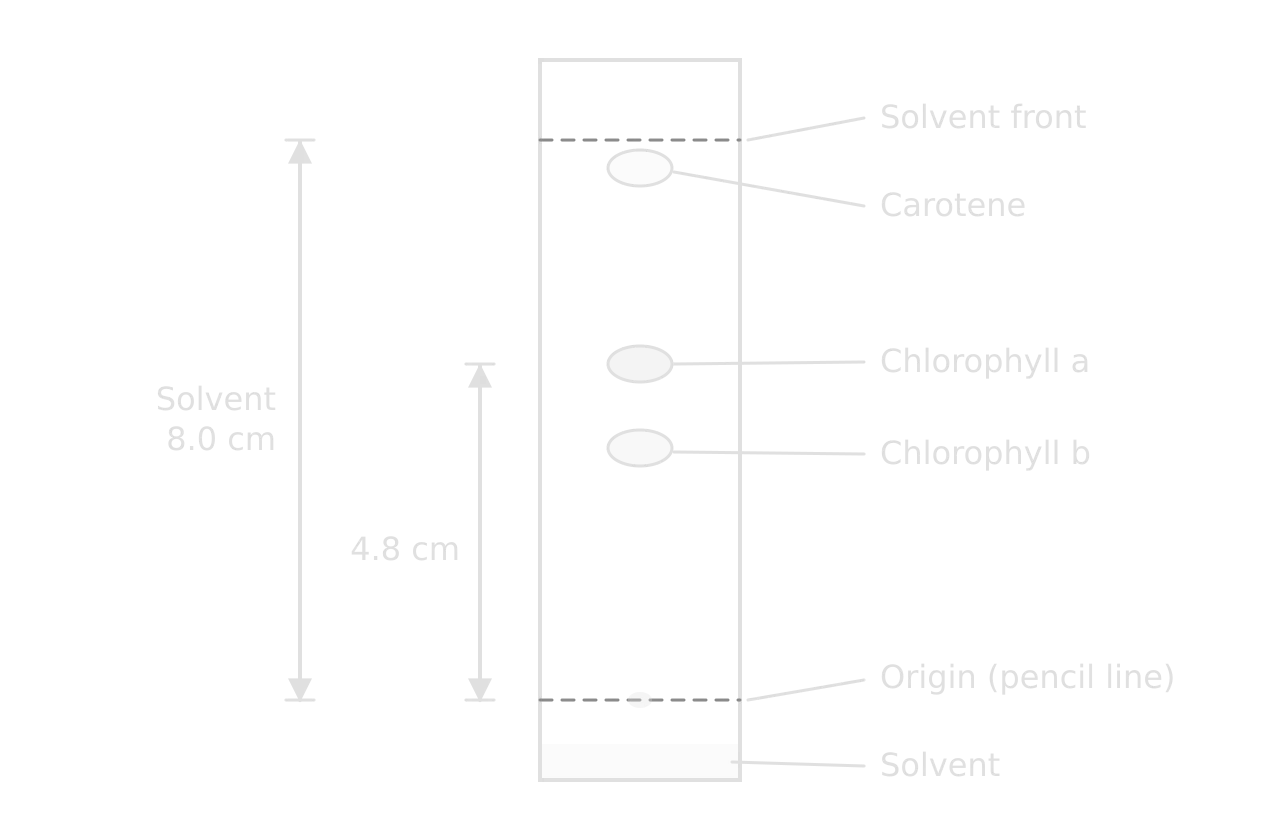 Chromatography strip with a pencil origin line near the bottom, solvent below it and the solvent front near the top. Spots of carotene near the front, chlorophyll a in the middle and chlorophyll b just below it. Arrows show the solvent moved 8.0 cm and chlorophyll a 4.8 cm from the origin.