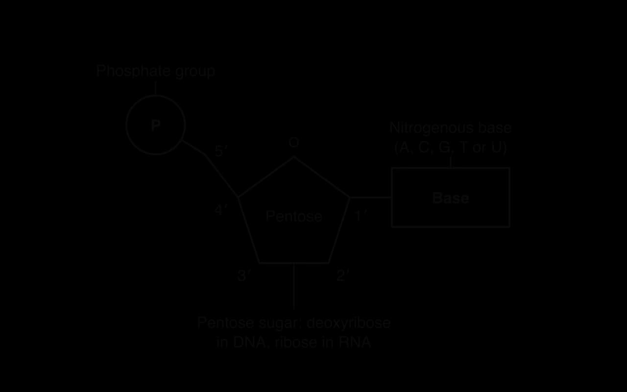 A nucleotide drawn with simple shapes: a circle labelled phosphate group, a pentagon labelled pentose sugar with its carbon atoms numbered 1′ to 5′ and a ring oxygen, and a rectangle labelled nitrogenous base (A, C, G, T or U). The base joins C1′ and the phosphate joins C5′.