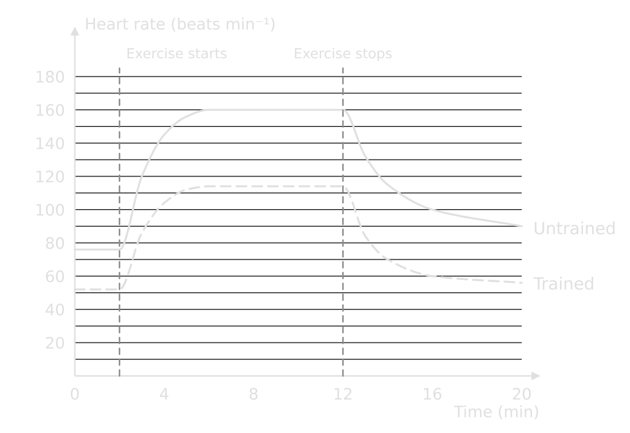 Hypothetical heart rate against time (0 to 20 min) for two students. Untrained: resting 76, exercise from 2 to 12 min, rises to a steady 160, falls to 100 at 16 min and 90 at 20 min. Trained: resting 52, steady 114, falls to 60 at 16 min and 56 at 20 min.