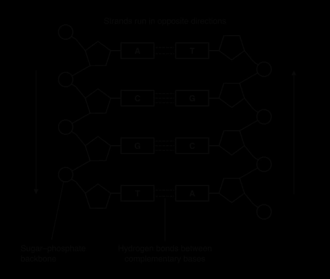 A section of double-stranded DNA with four base pairs: A–T, C–G, G–C and T–A. The left strand has its pentagons point up and runs downwards; the right strand has its pentagons point down and runs upwards. Two dashed hydrogen bonds join A–T pairs and three join C–G pairs.