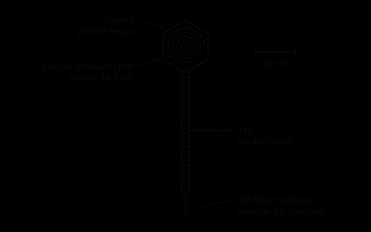 Bacteriophage lambda: an icosahedral protein head (capsid) containing coiled double-stranded DNA, linear, 48.5 kb, attached to a long thin protein tail ending in a tail fibre that binds to a receptor on the host cell. Scale bar 50 nm.