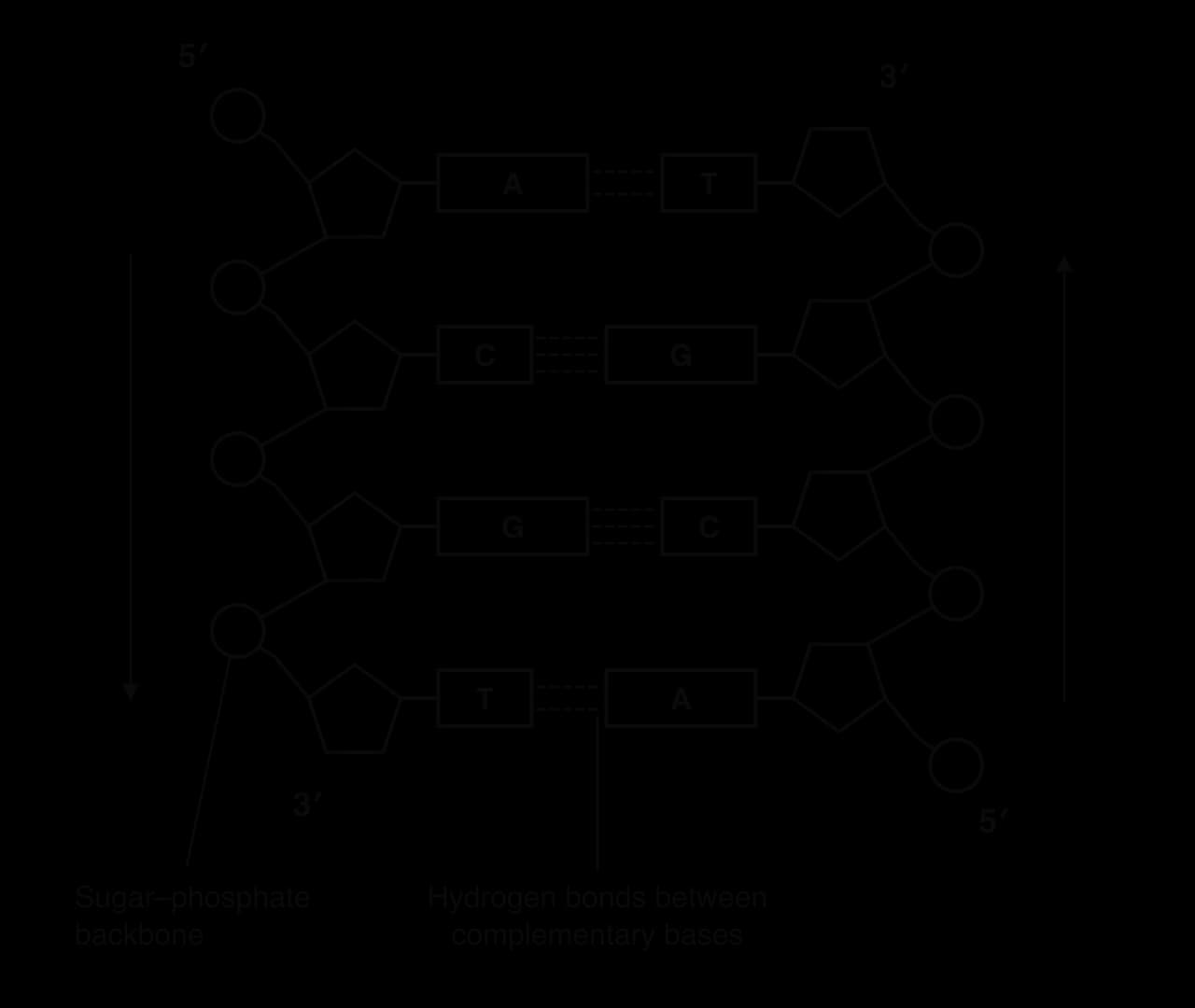 Double-stranded DNA with four base pairs (A–T, C–G, G–C, T–A). The left strand runs from 5′ (phosphate at top) to 3′ (bottom); the right strand runs from 5′ (phosphate at bottom) to 3′ (top). Purines A and G are drawn as wider rectangles than pyrimidines T and C.