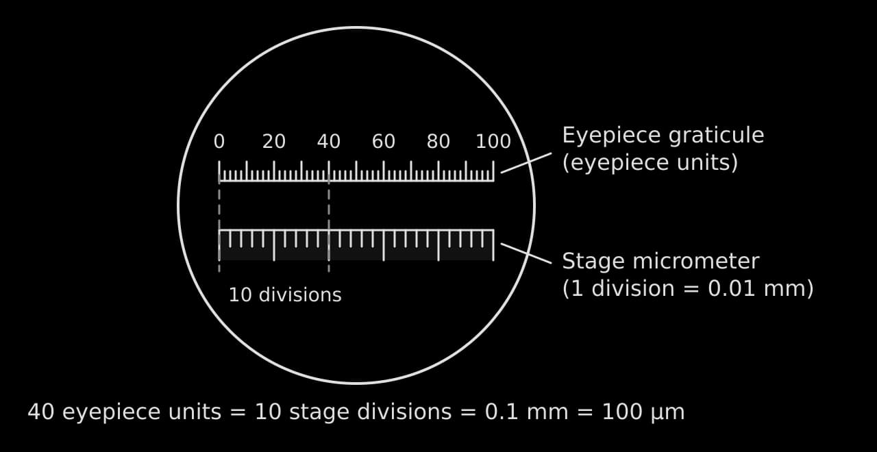 Field of view showing an eyepiece graticule scale from 0 to 100 eyepiece units above a stage micrometer scale. Dashed lines show that 40 eyepiece units line up with 10 stage divisions, each 0.01 mm, so 40 eyepiece units = 0.1 mm = 100 µm.