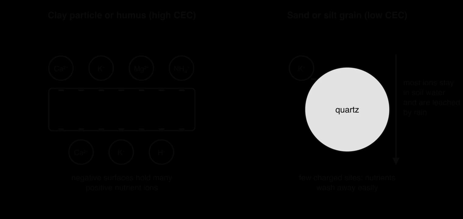 Left: a clay or humus particle with many negative charges holding calcium, potassium, magnesium, ammonium and hydrogen ions. Right: a quartz sand grain with almost no charge, so nutrient ions stay in soil water and are leached by rain.