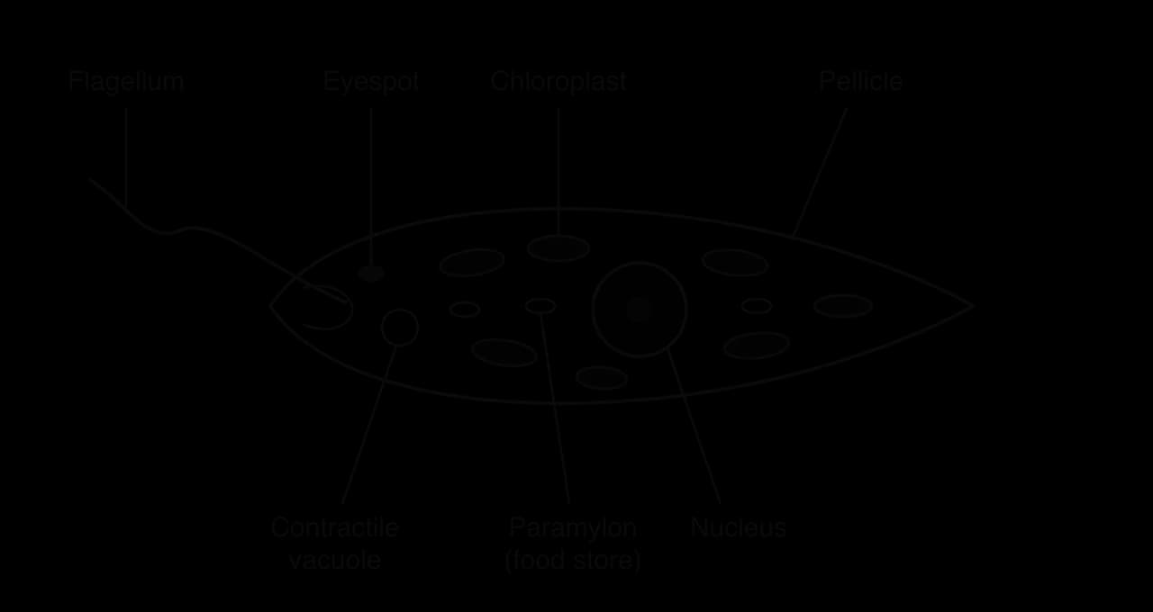 Labelled diagram of a spindle-shaped Euglena cell: flagellum at the front, eyespot near the base of the flagellum, contractile vacuole, several oval chloroplasts, paramylon food-store granules, a central nucleus, and the flexible pellicle forming the cell surface.