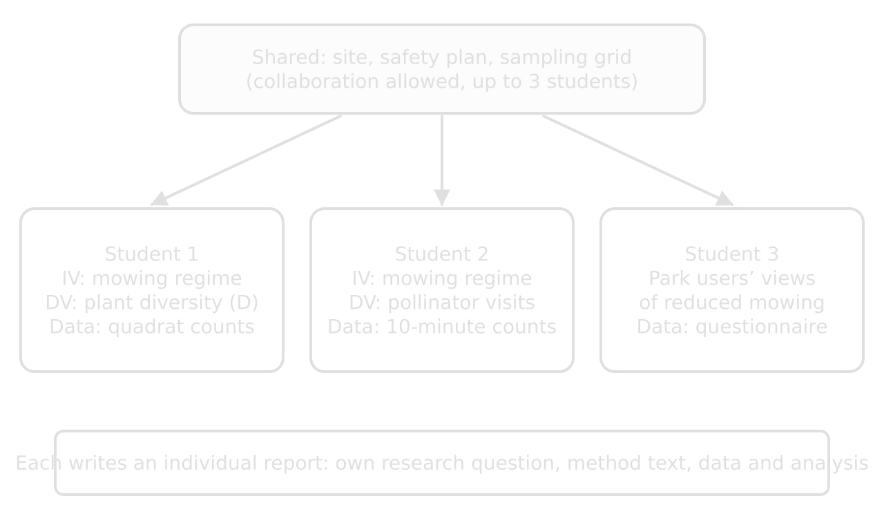 A shared box (site, safety plan, sampling grid; up to three students) leads to three students: one measures plant diversity under two mowing regimes, one counts pollinator visits, one surveys park users. Each writes an individual report.